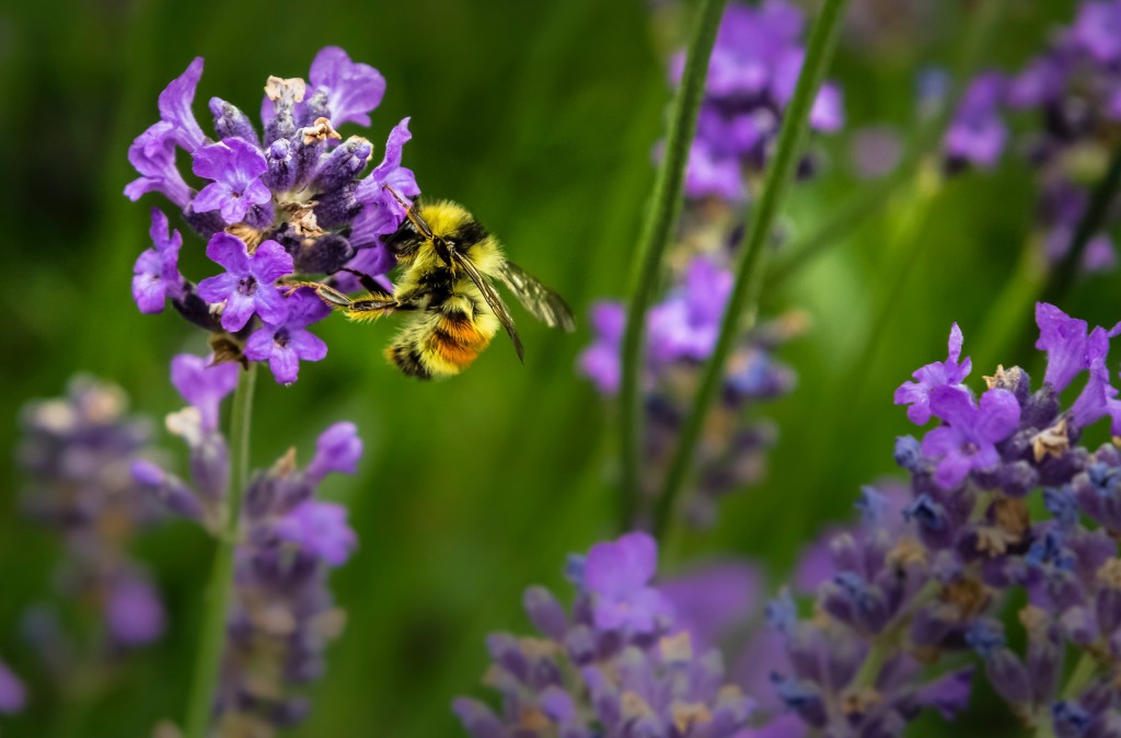 how to attract bees to your garden